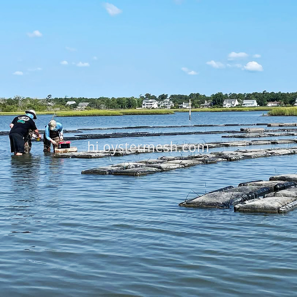 Oyster Farming Scene (2)